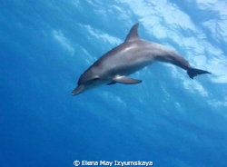It was a family of three dolphins, they were in a good mo... by Elena May Izyumskaya 